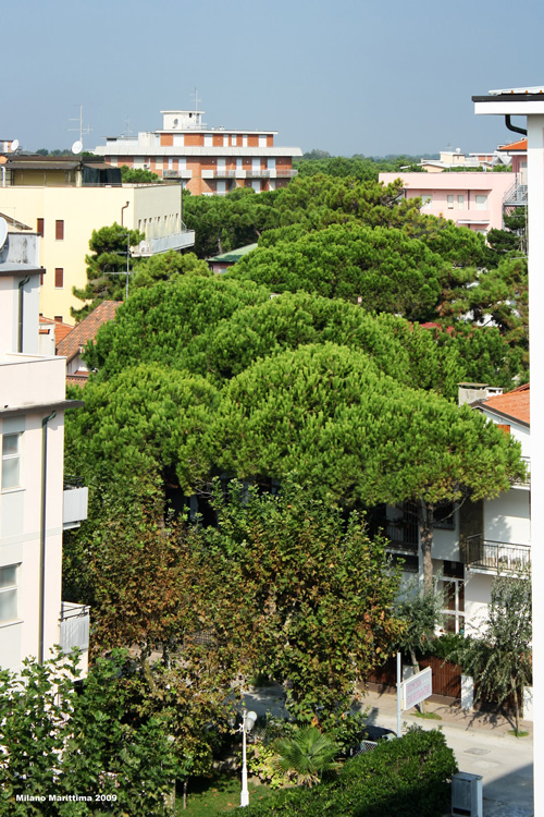 Milano Marittima. Сосны